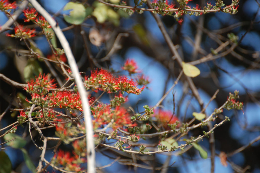 dal Sud Africa: Combretum microphyllum   (Combretaceae)